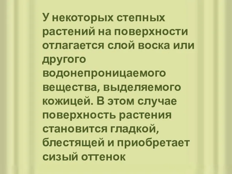 У некоторых степных растений на поверхности отлагается слой воска или другого водонепроницаемого