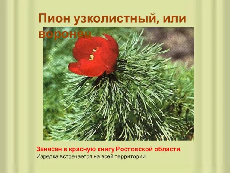 Пион узколистный, или воронец Занесен в красную книгу Ростовской области. Изредка встречается на всей территории