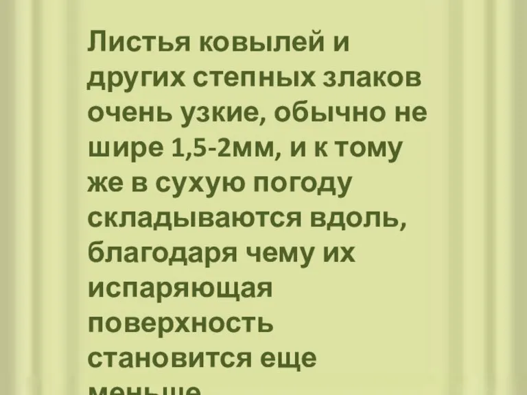 Листья ковылей и других степных злаков очень узкие, обычно не шире 1,5-2мм,