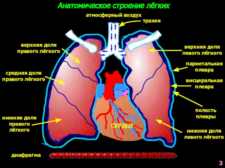 атмосферный воздух диафрагма трахея верхняя доля правого лёгкого средняя доля правого лёгкого