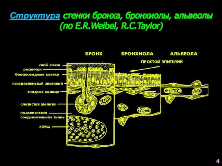 Структура стенки бронха, бронхиолы, альвеолы (по E.R.Weibel, R.C.Taylor) 4