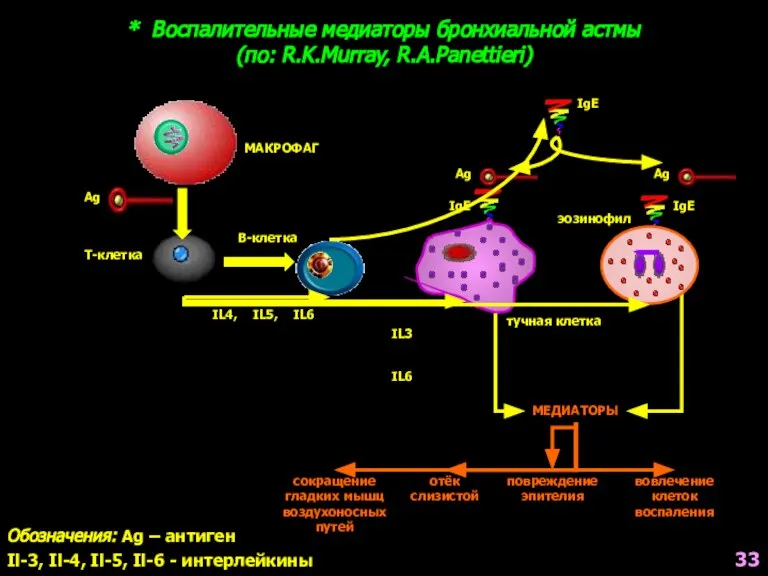 * Воспалительные медиаторы бронхиальной астмы (по: R.K.Murray, R.A.Panettieri) Обозначения: Ag – антиген