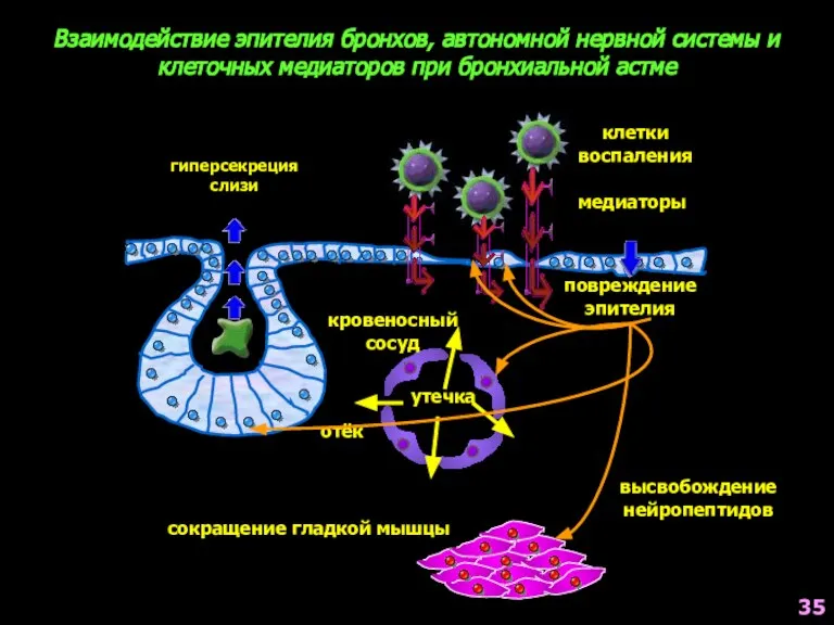 Взаимодействие эпителия бронхов, автономной нервной системы и клеточных медиаторов при бронхиальной астме