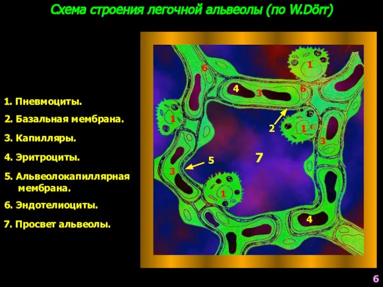 Схема строения легочной альвеолы (по W.Dörr) 1. Пневмоциты. 2. Базальная мембрана. 3.
