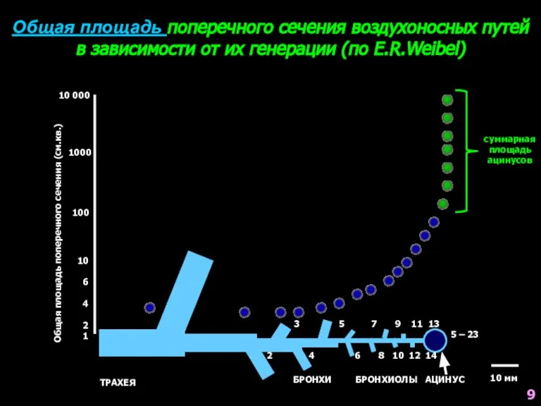 Общая площадь поперечного сечения воздухоносных путей в зависимости от их генерации (по