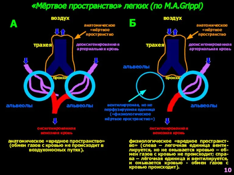 воздух «Мёртвое пространство» легких (по M.A.Grippi) трахея бронхи деоксигенированная артериальная кровь анатомическое