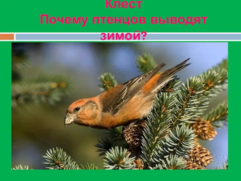 Клёст Почему птенцов выводят зимой?