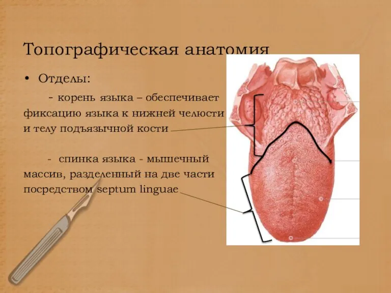 Топографическая анатомия Отделы: - корень языка – обеспечивает фиксацию языка к нижней