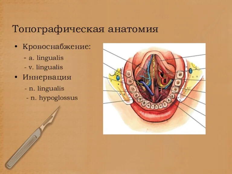 Топографическая анатомия Кровоснабжение: - a. lingualis - v. lingualis Иннервация - n. lingualis - n. hypoglossus