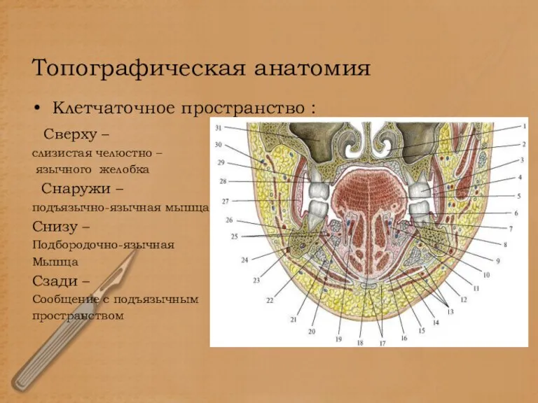 Топографическая анатомия Клетчаточное пространство : Сверху – слизистая челюстно – язычного желобка