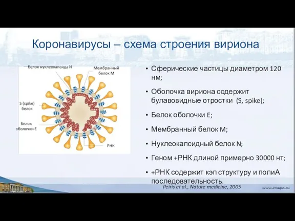 Peiris et al., Nature medicine, 2005 Коронавирусы – схема строения вириона Сферические