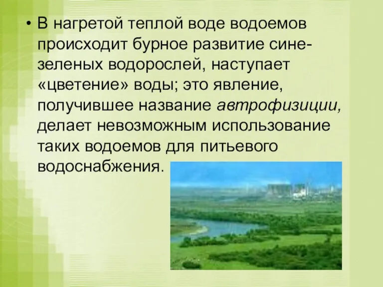 В нагретой теплой воде водоемов происходит бурное развитие сине-зеленых водорослей, наступает «цветение»