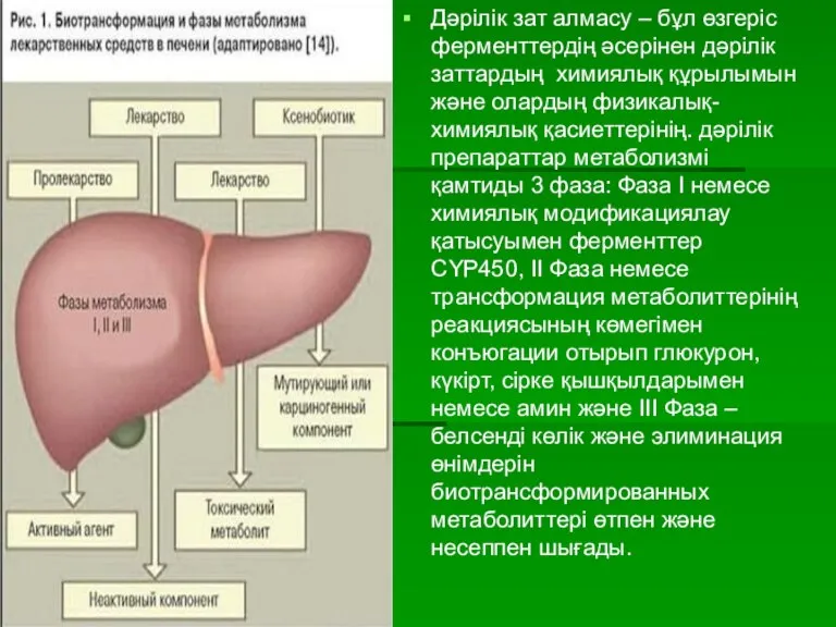 Дәрілік зат алмасу – бұл өзгеріс ферменттердің әсерінен дәрілік заттардың химиялық құрылымын