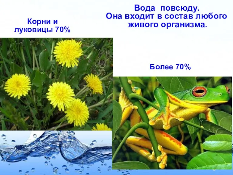 Корни и луковицы 70% Более 70% Вода повсюду. Она входит в состав любого живого организма.