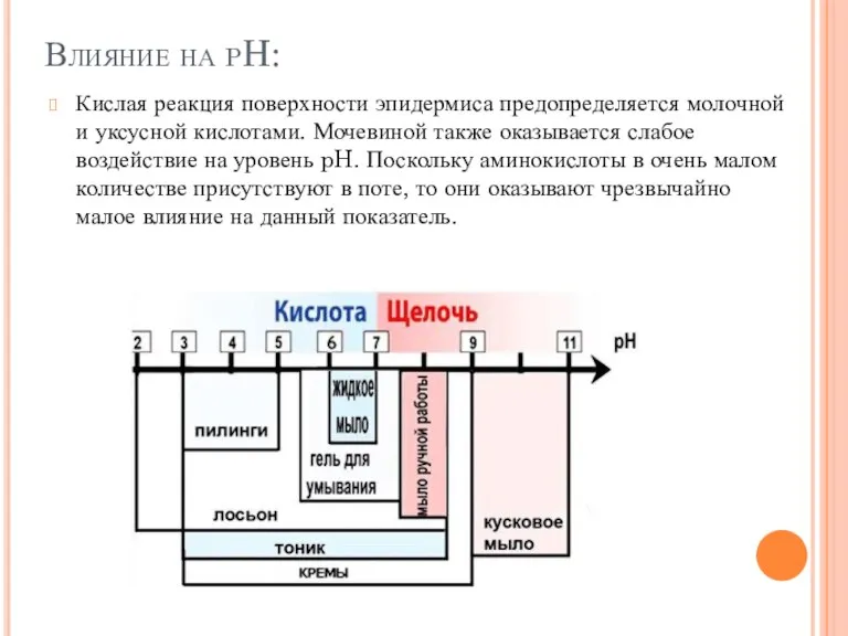 Влияние на pH: Кислая реакция поверхности эпидермиса предопределяется молочной и уксусной кислотами.