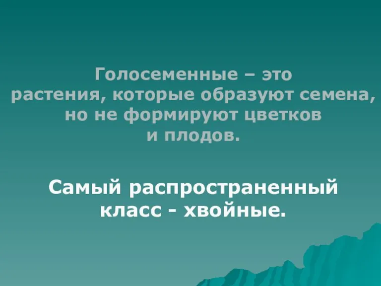 Голосеменные – это растения, которые образуют семена, но не формируют цветков и