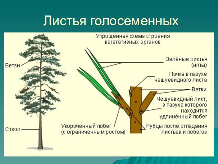 Листья голосеменных