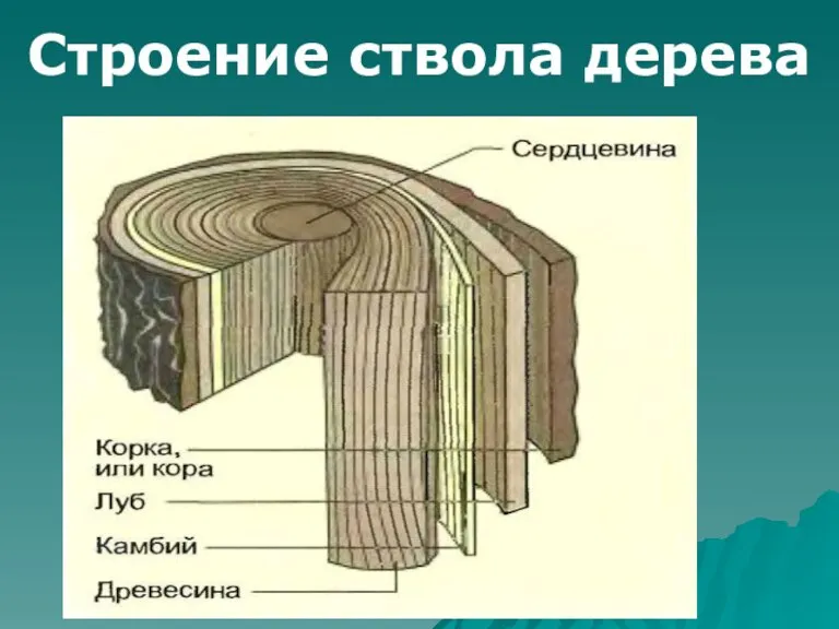 Строение ствола дерева