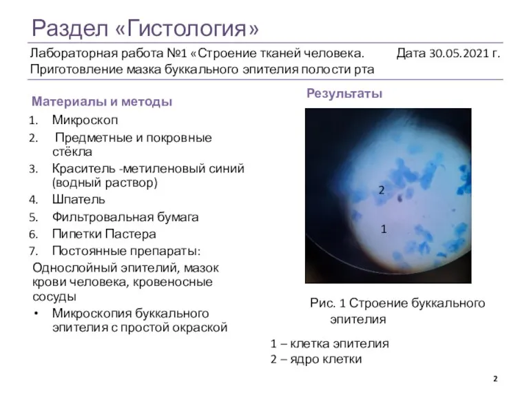 Раздел «Гистология» Материалы и методы Результаты Рис. 1 Строение буккального эпителия Микроскоп