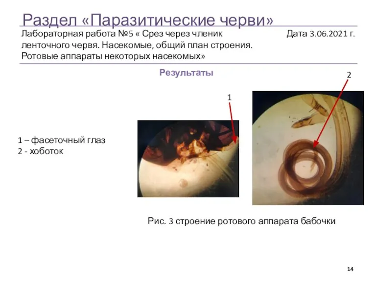 Раздел «Паразитические черви» Результаты Рис. 3 строение ротового аппарата бабочки 1 2