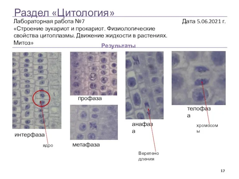 Раздел «Цитология» Результаты интерфаза профаза метафаза анафаза телофаза ядро Веретено дления хромосомы