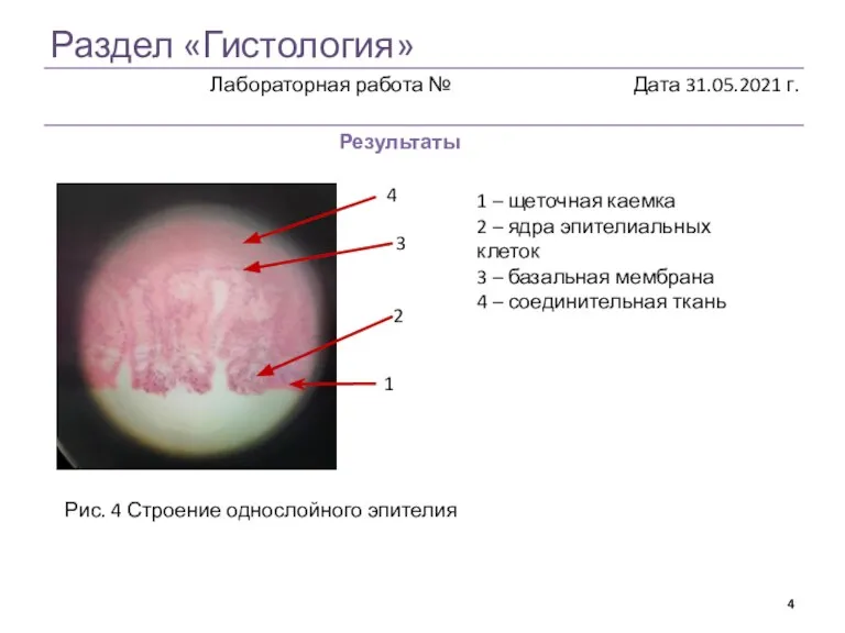 Раздел «Гистология» Результаты Рис. 4 Строение однослойного эпителия 1 2 3 4