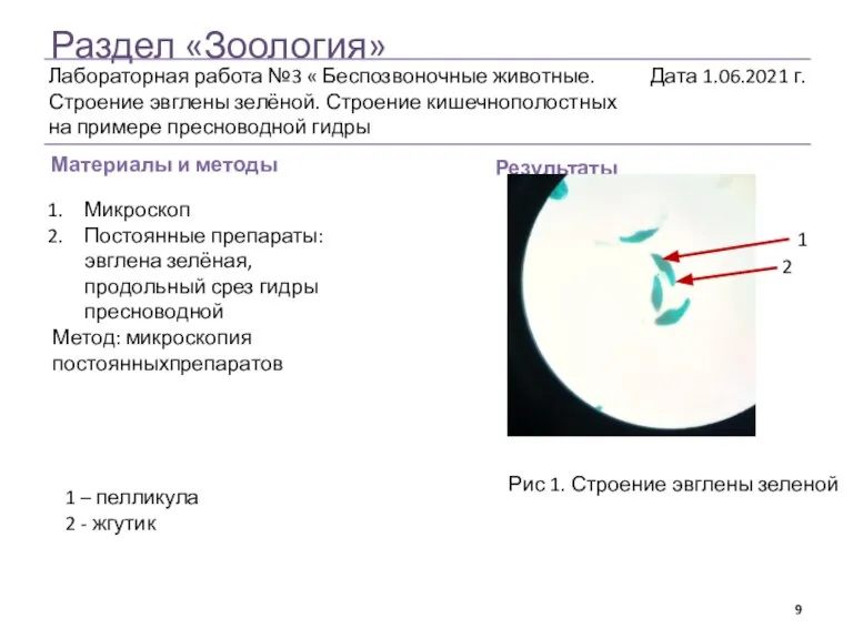 Раздел «Зоология» Материалы и методы Результаты Микроскоп Постоянные препараты: эвглена зелёная, продольный