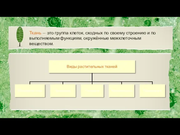 Ткань — это группа клеток, сходных по своему строению и по выполняемым функциям, окружённые межклеточным веществом.