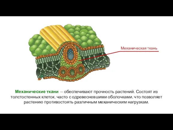 Механические ткани — обеспечивают прочность растений. Состоят из толстостенных клеток, часто с