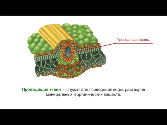 Проводящие ткани — служат для проведения воды, растворов минеральных и органических веществ.