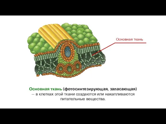 Основная ткань (фотосинтезирующая, запасающая) — в клетках этой ткани создаются или накапливаются питательные вещества.