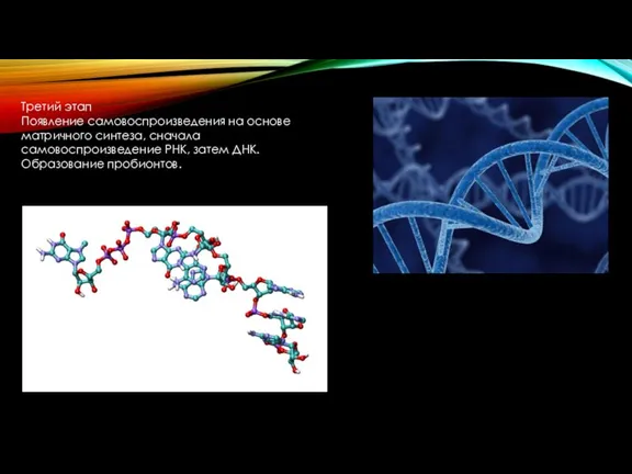 Третий этап Появление самовоспроизведения на основе матричного синтеза, сначала самовоспроизведение РНК, затем ДНК. Образование пробионтов.