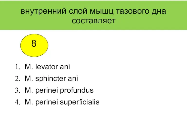 внутренний слой мышц тазового дна составляет M. levator ani M. sphincter ani