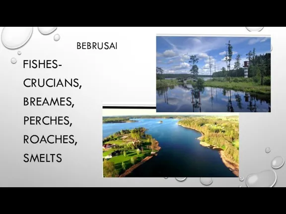 BEBRUSAI FISHES- CRUCIANS, BREAMES, PERCHES, ROACHES, SMELTS