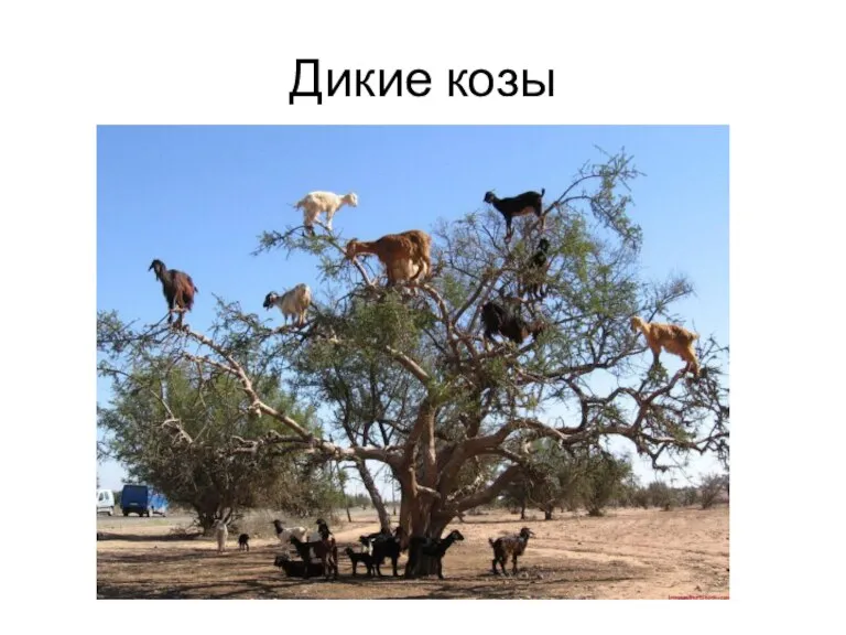 Дикие козы