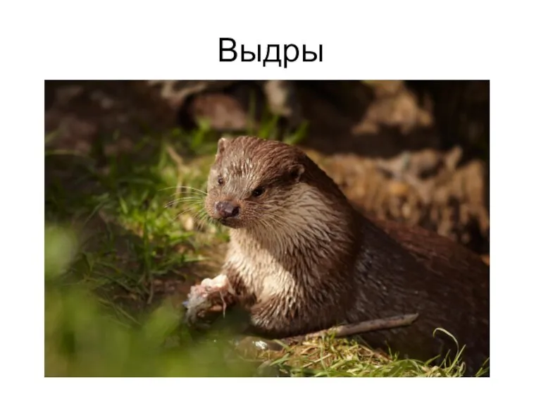 Выдры