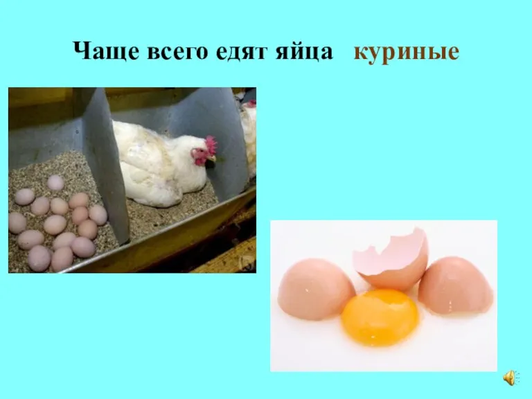 Чаще всего едят яйца куриные