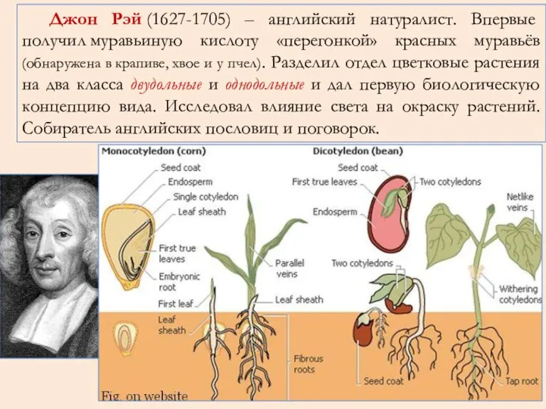 Джон Рэй (1627-1705) – английский натуралист. Впервые получил муравьиную кислоту «перегонкой» красных