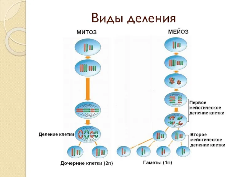 Виды деления