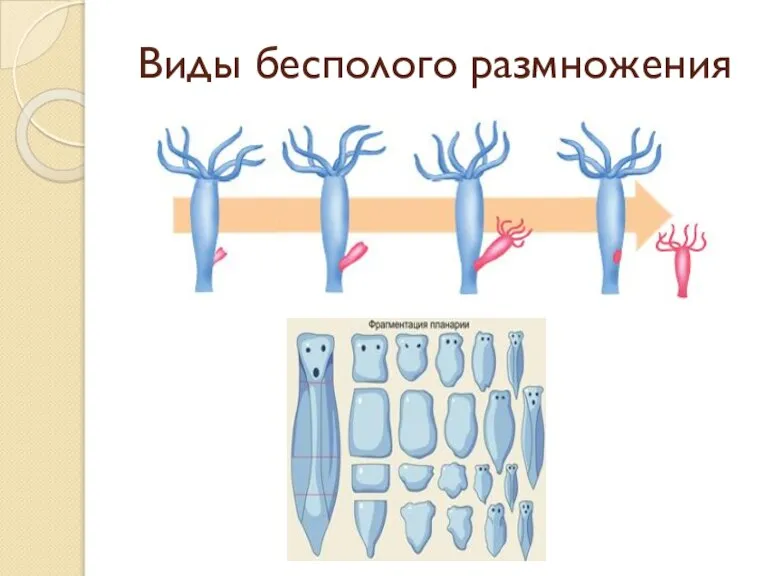 Виды бесполого размножения