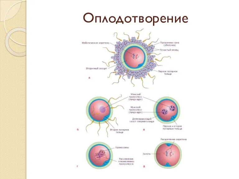 Оплодотворение