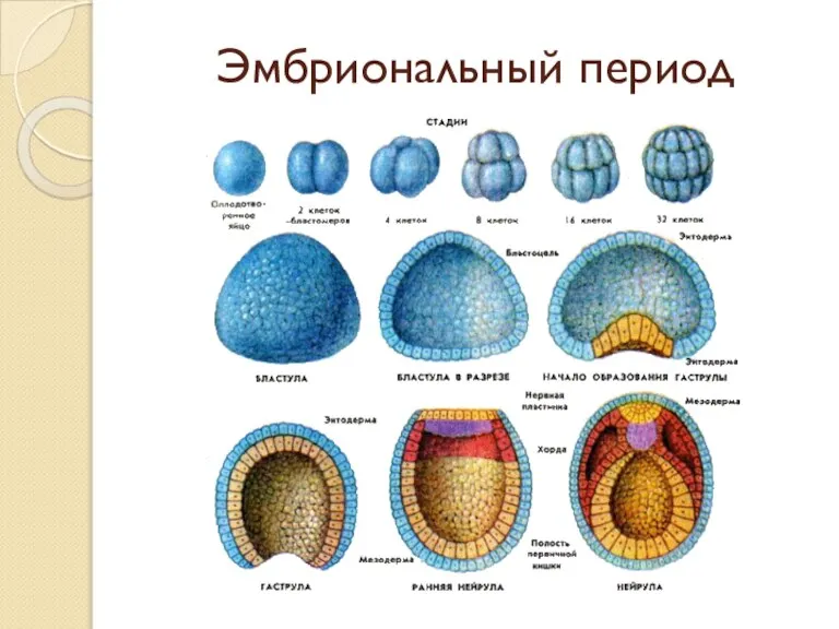 Эмбриональный период