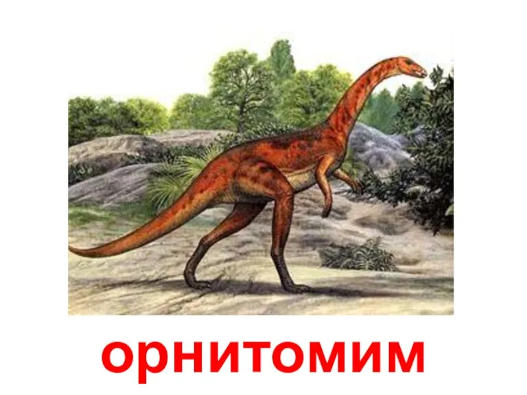 орнитомим