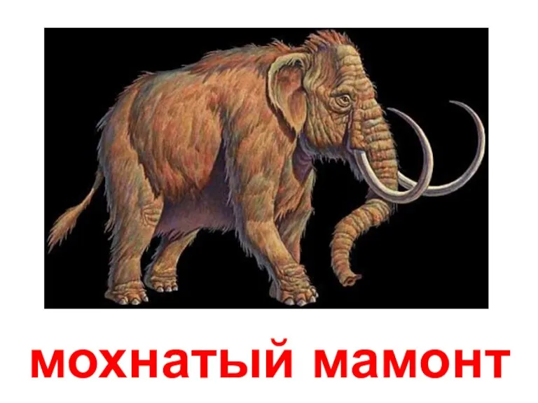 мохнатый мамонт