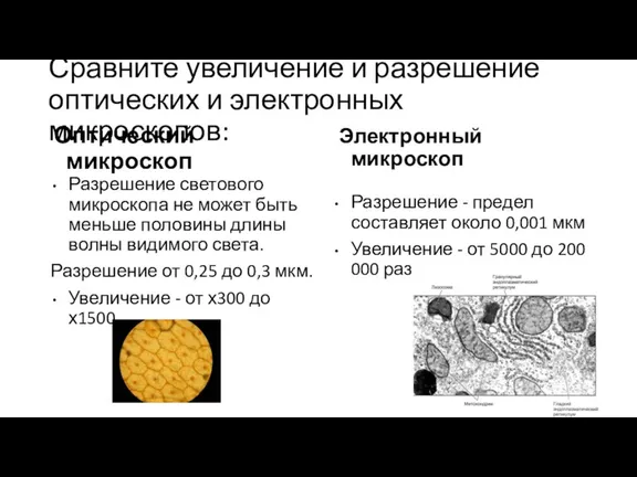 Сравните увеличение и разрешение оптических и электронных микроскопов: Оптический микроскоп Разрешение светового