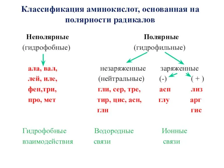 Классификация аминокислот, основанная на полярности радикалов Неполярные Полярные (гидрофобные) (гидрофильные) ала, вал,
