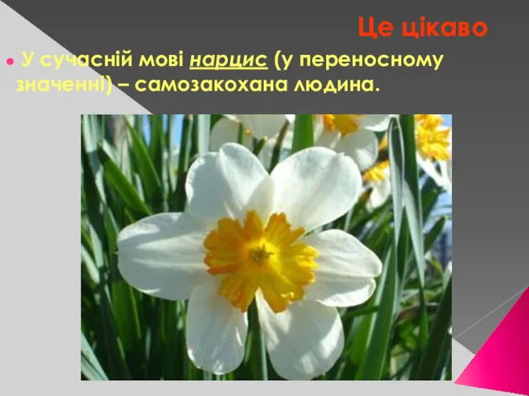 Це цікаво У сучасній мові нарцис (у переносному значенні) – самозакохана людина.