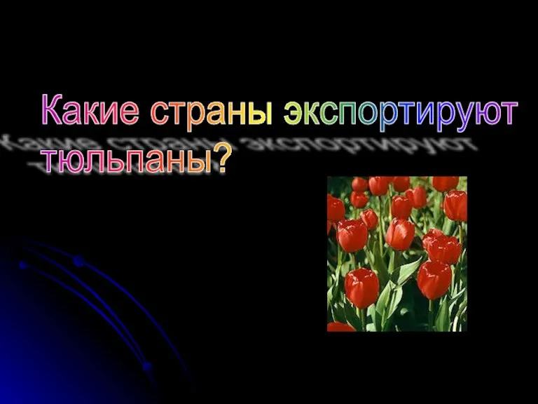 Какие страны экспортируют тюльпаны?