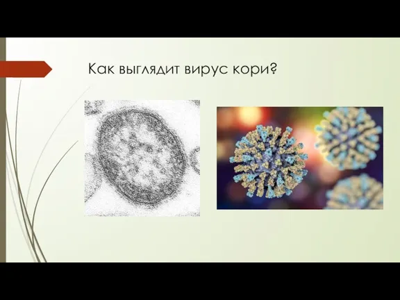 Как выглядит вирус кори?