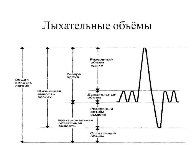 Лыхательные объёмы